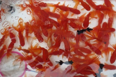 Cá ngoại nhập được ưa chuộng ngày ông Công, ông Táo